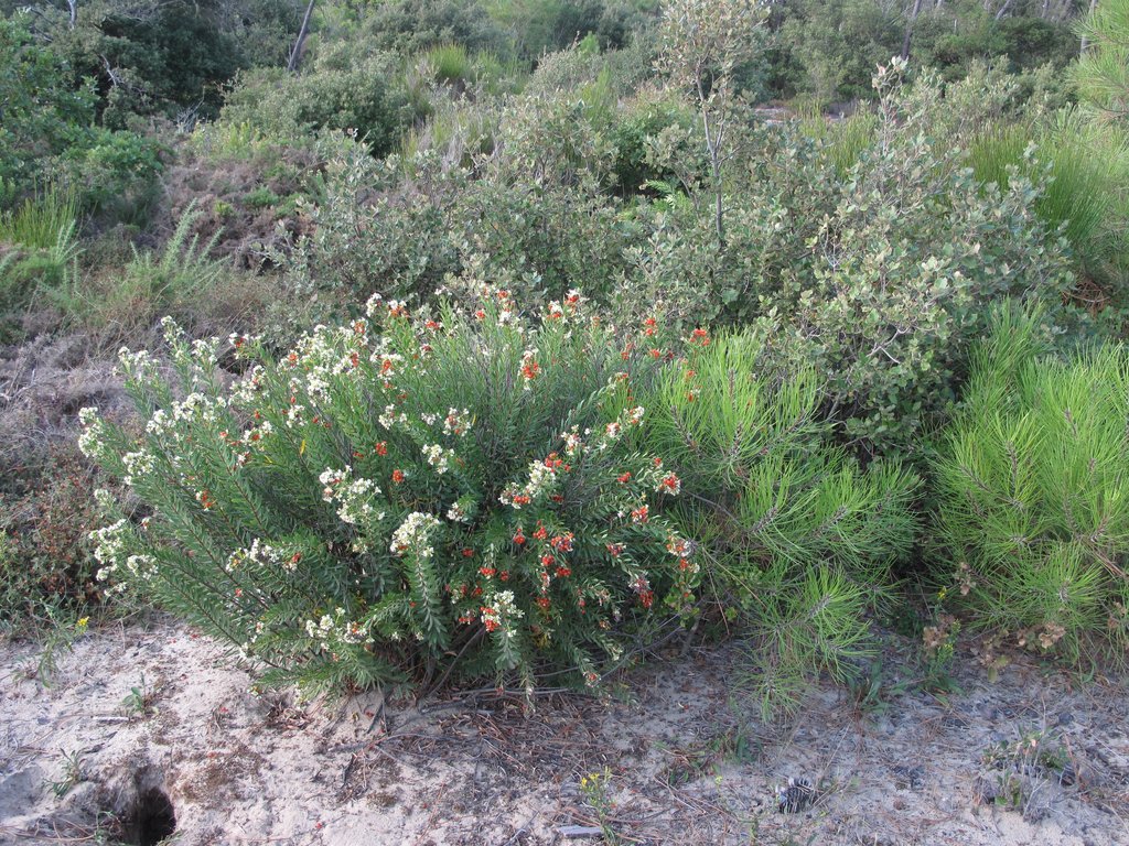 Daphne gnidium